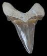 Serrated Auriculatus Shark Tooth - Dakhla, Morocco #35853-1